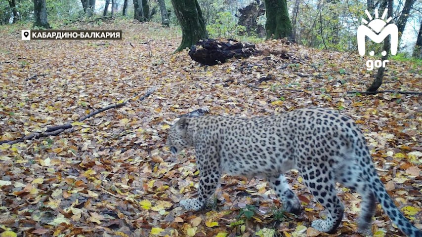 Leopar Khosta Kafkas Dağları'na Nasıl Uyum Sağladı?